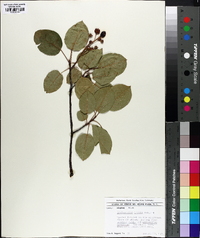 Amelanchier laevis image