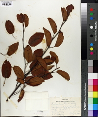 Amelanchier laevis image