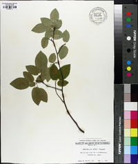 Amelanchier laevis image