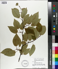 Amelanchier laevis image