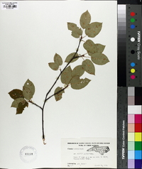 Amelanchier laevis image