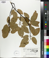 Amelanchier laevis image