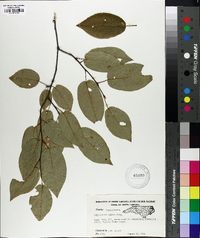 Amelanchier laevis image