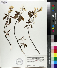 Amelanchier laevis image