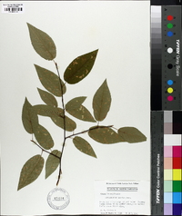 Amelanchier laevis image