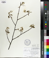 Amelanchier laevis image