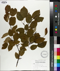 Amelanchier laevis image