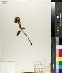 Amelanchier laevis image
