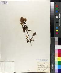 Amelanchier laevis image