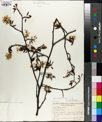 Amelanchier laevis image