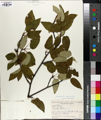 Amelanchier laevis image