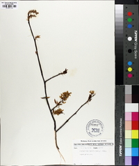 Amelanchier laevis image