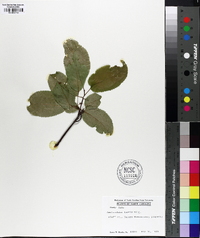 Amelanchier laevis image