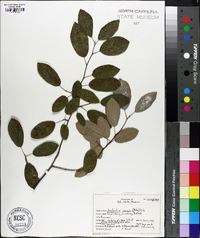 Amelanchier obovalis image