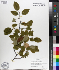 Amelanchier canadensis image