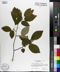 Amelanchier canadensis image