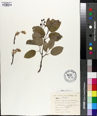 Amelanchier canadensis image