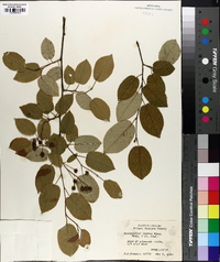 Amelanchier laevis image