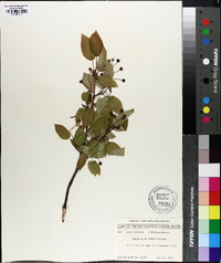 Amelanchier laevis image