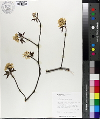 Amelanchier laevis image