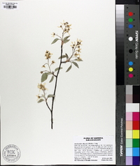 Amelanchier obovalis image