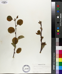 Amelanchier alnifolia image