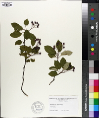 Amelanchier canadensis image