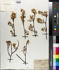 Amelanchier canadensis image