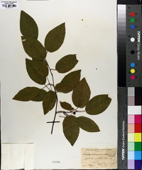 Amelanchier canadensis image