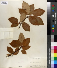 Amelanchier canadensis image