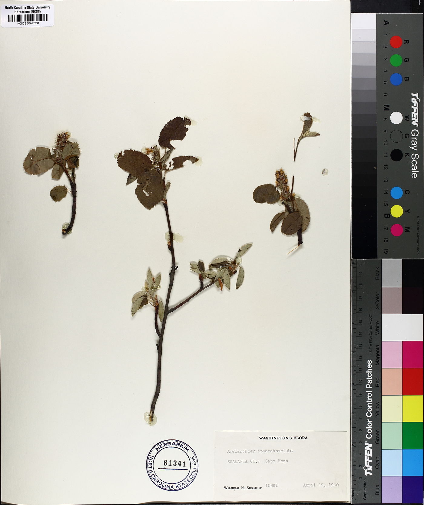 Amelanchier ephemerotricha image