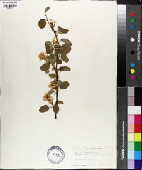 Amelanchier ephemerotricha image