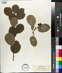 Amelanchier ephemerotricha image