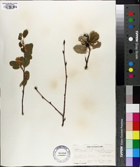 Amelanchier ephemerotricha image