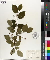 Amelanchier laevis image