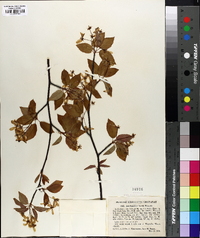 Amelanchier laevis image