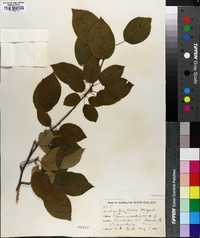 Amelanchier laevis image