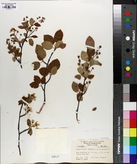 Amelanchier laevis image