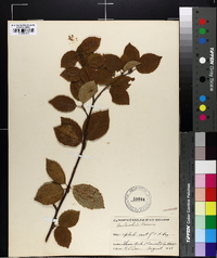 Amelanchier laevis image