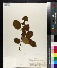 Amelanchier laevis image