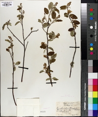 Amelanchier oblongifolia image