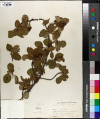 Amelanchier oblongifolia image