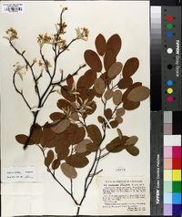 Amelanchier oblongifolia image