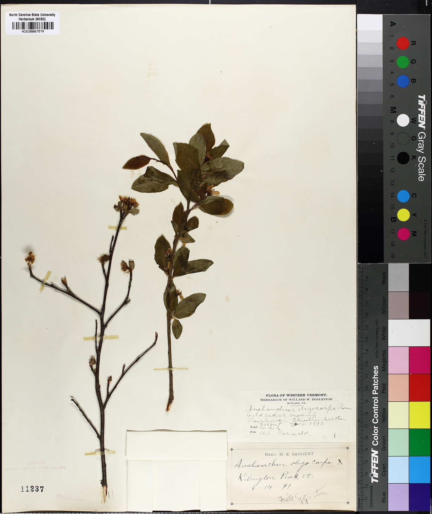 Amelanchier oligocarpa image