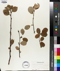 Amelanchier vestita image