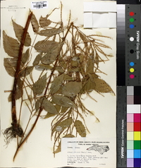 Aruncus dioicus image