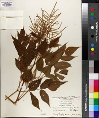 Aruncus dioicus image