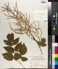 Aruncus dioicus image