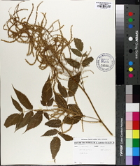 Aruncus dioicus image