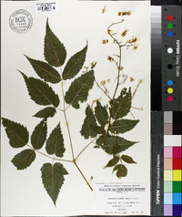 Aruncus dioicus image